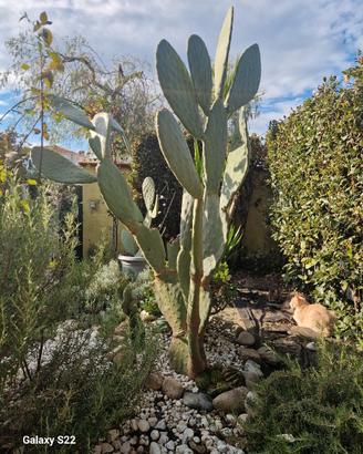 pianta di fico d'india 