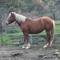 Cavalla haflinger