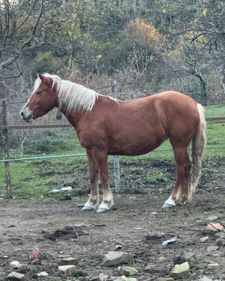 Cavalla haflinger