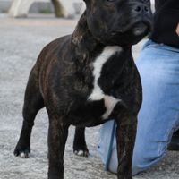 Liv valeska de i guardiani della grotta