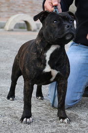 Liv valeska de i guardiani della grotta