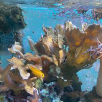 Corallo Montipora foliosa verde