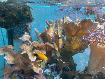Corallo Montipora foliosa verde