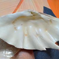 conchiglia gigante 