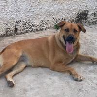 Cane medio
