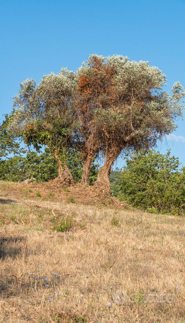 Terreno 5.000 mq con rustico, panoramico. - Vista 4