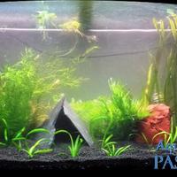 Pacchetto di piantine per acquario da 200-250 lt