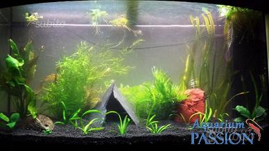 Pacchetto di piantine per acquario da 200-250 lt