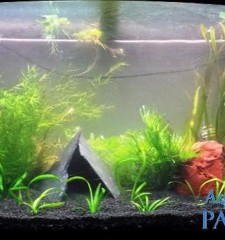 Pacchetto di piantine per acquario da 200-250 lt