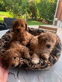Cuccioli di barboncino