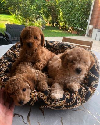 Cuccioli di barboncino