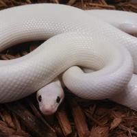 Pitone Reale Leucistico