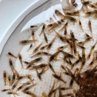 Neocaridine Wild Marroni Grigi Gamberetti Acquario