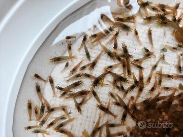 Neocaridine Wild Marroni Grigi Gamberetti Acquario