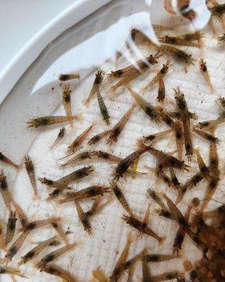 Neocaridine Wild Marroni Grigi Gamberetti Acquario