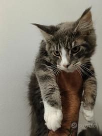 Cuccioli Maine coon