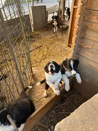 Cuccioli border collie