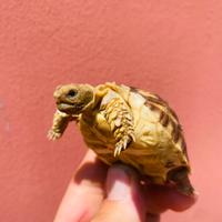 Geochelone sulcata