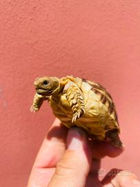 Geochelone sulcata