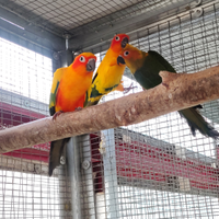 Conuro del Sole Pappagallo
