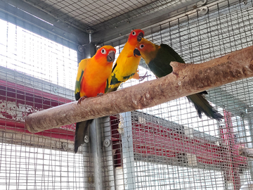 Conuro del Sole Pappagallo