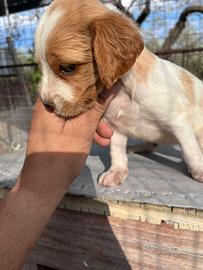 Cagnolini