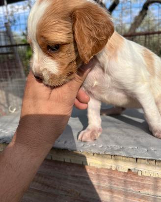 Cagnolini