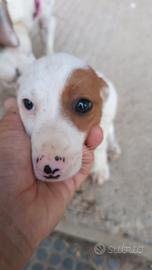 Jack Russell
