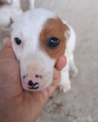 Jack Russell