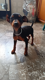Pinscher