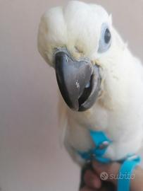 Cacatua galerita