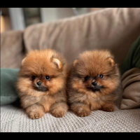 Pomerania cuccioli disponibili colore orange