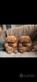 Pomerania cuccioli disponibili colore orange