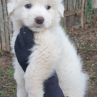 Cuccioli di pastore maremmano abruzzese