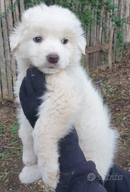 Cuccioli di pastore maremmano abruzzese