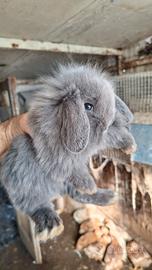 Coniglietti ariete nani