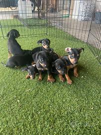 Cuccioli di pincher