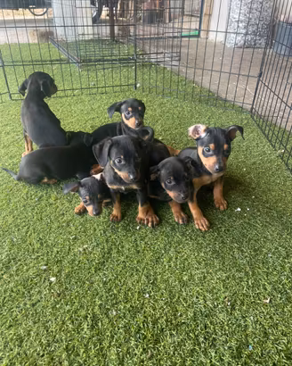 Cuccioli di pincher