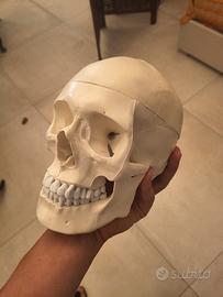 MODELLO anatomico di cranio umano in plastica dura