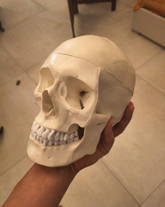 MODELLO anatomico di cranio umano in plastica dura