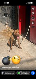 Pitbull Red nose