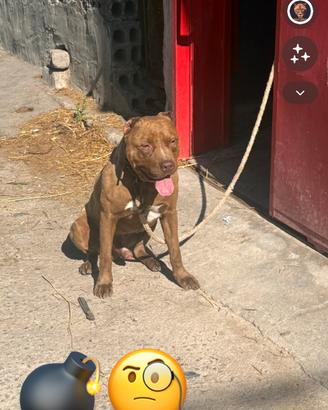 Pitbull Red nose