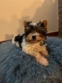 Cucciolo yorkshire biewer