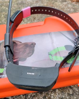 Collare GPS cane