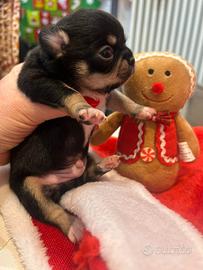 Chihuahua pedigree Enci