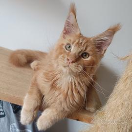 Cucciolo Maine Coon