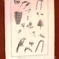 Piumaio - incisione originale del '700 - Diderot