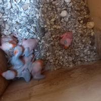 Pulli di parrocchetto dal collare