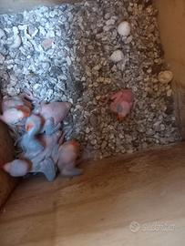 Pulli di parrocchetto dal collare