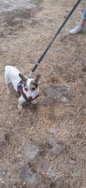 Tenerissimo canino taglia mini